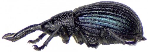 Perapion marchicum